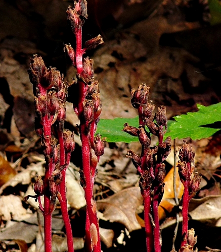 {Hypopitys monotropa}